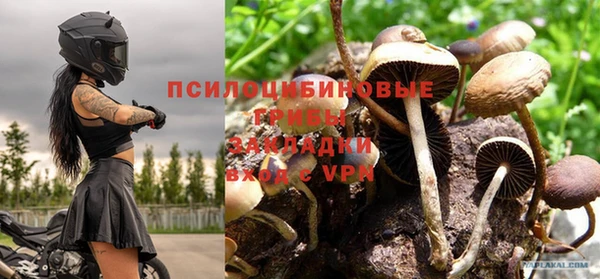 прущие грибы Кукмор